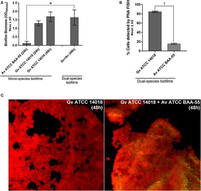 Gardnerella vaginalis Enhances Atopobium vaginae Viability in an in vitro Model